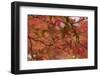 Japan, Nikko, Rinnoji Temple, Maple Tree in Fall Colors, Close-Up-Nosnibor137-Framed Photographic Print