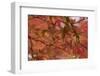 Japan, Nikko, Rinnoji Temple, Maple Tree in Fall Colors, Close-Up-Nosnibor137-Framed Photographic Print