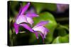 Japan Orchid (Bletilla Striata)-schoolgirl-Stretched Canvas