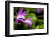 Japan Orchid (Bletilla Striata)-schoolgirl-Framed Photographic Print