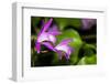 Japan Orchid (Bletilla Striata)-schoolgirl-Framed Photographic Print