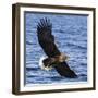 Japan, Rausu, Stellar Eagle with Fish in Talons-Hollice Looney-Framed Photographic Print