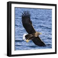 Japan, Rausu, Stellar Eagle with Fish in Talons-Hollice Looney-Framed Photographic Print
