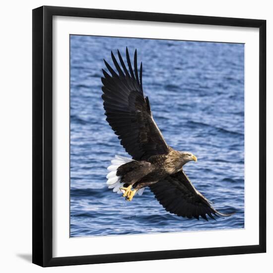 Japan, Rausu, Stellar Eagle with Fish in Talons-Hollice Looney-Framed Photographic Print