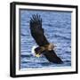 Japan, Rausu, Stellar Eagle with Fish in Talons-Hollice Looney-Framed Photographic Print