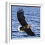 Japan, Rausu, Stellar Eagle with Fish in Talons-Hollice Looney-Framed Photographic Print