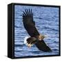 Japan, Rausu, Stellar Eagle with Fish in Talons-Hollice Looney-Framed Stretched Canvas