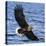 Japan, Rausu, Stellar Eagle with Fish in Talons-Hollice Looney-Stretched Canvas