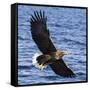 Japan, Rausu, Stellar Eagle with Fish in Talons-Hollice Looney-Framed Stretched Canvas