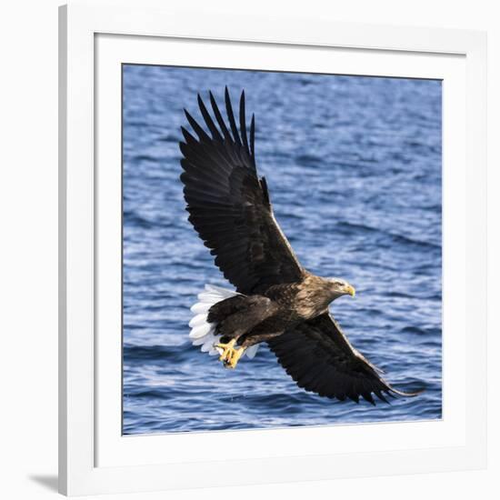 Japan, Rausu, Stellar Eagle with Fish in Talons-Hollice Looney-Framed Photographic Print