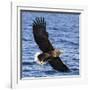 Japan, Rausu, Stellar Eagle with Fish in Talons-Hollice Looney-Framed Photographic Print