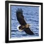 Japan, Rausu, Stellar Eagle with Fish in Talons-Hollice Looney-Framed Photographic Print