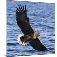 Japan, Rausu, Stellar Eagle with Fish in Talons-Hollice Looney-Mounted Photographic Print