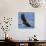 Japan, Rausu, Stellar Eagle with Fish in Talons-Hollice Looney-Mounted Photographic Print displayed on a wall