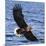 Japan, Rausu, Stellar Eagle with Fish in Talons-Hollice Looney-Mounted Photographic Print