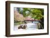 Japan's Heian Shrine Cherry-NicholasHan-Framed Photographic Print