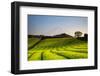 Japan, Shizuoka Prefecture, Mt Fuji and Green Tea Plantations-Michele Falzone-Framed Photographic Print