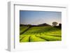 Japan, Shizuoka Prefecture, Mt Fuji and Green Tea Plantations-Michele Falzone-Framed Photographic Print