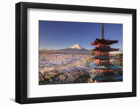 Japan, Yamanashi Prefecture, Fuji-Yoshida, Chureito Pagoda and Mt Fuji During Cherry Blossom Season-Michele Falzone-Framed Photographic Print