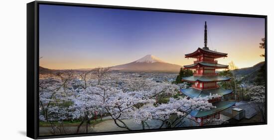 Japan, Yamanashi Prefecture, Fuji-Yoshida, Chureito Pagoda, Mt Fuji and Cherry Blossoms-Michele Falzone-Framed Stretched Canvas