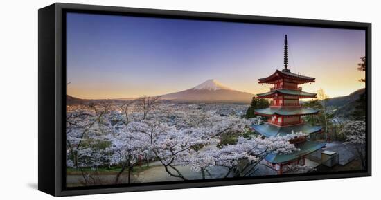 Japan, Yamanashi Prefecture, Fuji-Yoshida, Chureito Pagoda, Mt Fuji and Cherry Blossoms-Michele Falzone-Framed Stretched Canvas