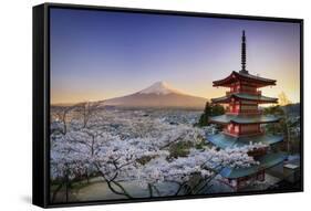 Japan, Yamanashi Prefecture, Fuji-Yoshida, Chureito Pagoda, Mt Fuji and Cherry Blossoms-Michele Falzone-Framed Stretched Canvas