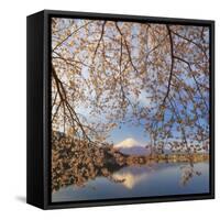 Japan, Yamanashi Prefecture, Kawaguchi-Ko Lake, Mt Fuji and Cherry Blossoms-Michele Falzone-Framed Stretched Canvas