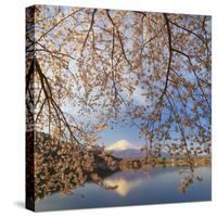 Japan, Yamanashi Prefecture, Kawaguchi-Ko Lake, Mt Fuji and Cherry Blossoms-Michele Falzone-Stretched Canvas