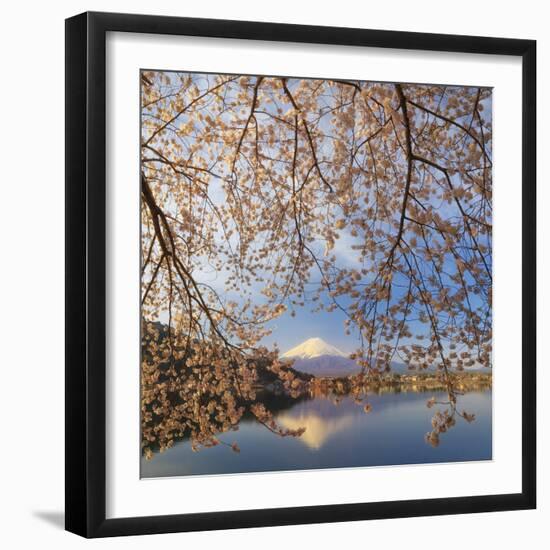 Japan, Yamanashi Prefecture, Kawaguchi-Ko Lake, Mt Fuji and Cherry Blossoms-Michele Falzone-Framed Photographic Print