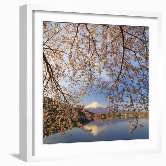 Japan, Yamanashi Prefecture, Kawaguchi-Ko Lake, Mt Fuji and Cherry Blossoms-Michele Falzone-Framed Photographic Print