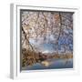 Japan, Yamanashi Prefecture, Kawaguchi-Ko Lake, Mt Fuji and Cherry Blossoms-Michele Falzone-Framed Photographic Print