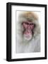 Japan, Yamanouchi. Jigokudani Monkey Park, portrait of a monkey-Hollice Looney-Framed Photographic Print