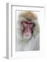 Japan, Yamanouchi. Jigokudani Monkey Park, portrait of a monkey-Hollice Looney-Framed Photographic Print