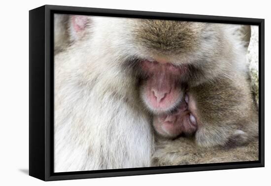 Japan, Yamanouchi. Jigokudani Monkey Park, Snow Monkeys huddled together-Hollice Looney-Framed Stretched Canvas