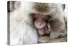 Japan, Yamanouchi. Jigokudani Monkey Park, Snow Monkeys huddled together-Hollice Looney-Stretched Canvas