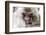 Japan, Yamanouchi. Jigokudani Monkey Park, Snow Monkeys huddled together-Hollice Looney-Framed Photographic Print