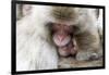 Japan, Yamanouchi. Jigokudani Monkey Park, Snow Monkeys huddled together-Hollice Looney-Framed Photographic Print