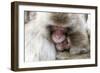 Japan, Yamanouchi. Jigokudani Monkey Park, Snow Monkeys huddled together-Hollice Looney-Framed Photographic Print