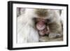 Japan, Yamanouchi. Jigokudani Monkey Park, Snow Monkeys huddled together-Hollice Looney-Framed Photographic Print