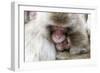 Japan, Yamanouchi. Jigokudani Monkey Park, Snow Monkeys huddled together-Hollice Looney-Framed Photographic Print