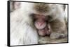 Japan, Yamanouchi. Jigokudani Monkey Park, Snow Monkeys huddled together-Hollice Looney-Framed Stretched Canvas