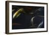 Japanase Colors 2-Moises Levy-Framed Giclee Print