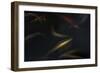 Japanase Colors 3-Moises Levy-Framed Giclee Print