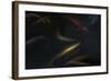 Japanase Colors 3-Moises Levy-Framed Giclee Print