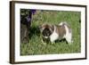 Japanese Akita 19-Bob Langrish-Framed Photographic Print