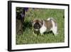 Japanese Akita 19-Bob Langrish-Framed Photographic Print