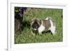 Japanese Akita 19-Bob Langrish-Framed Photographic Print