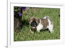 Japanese Akita 19-Bob Langrish-Framed Photographic Print