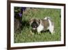 Japanese Akita 19-Bob Langrish-Framed Photographic Print