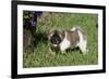 Japanese Akita 19-Bob Langrish-Framed Photographic Print